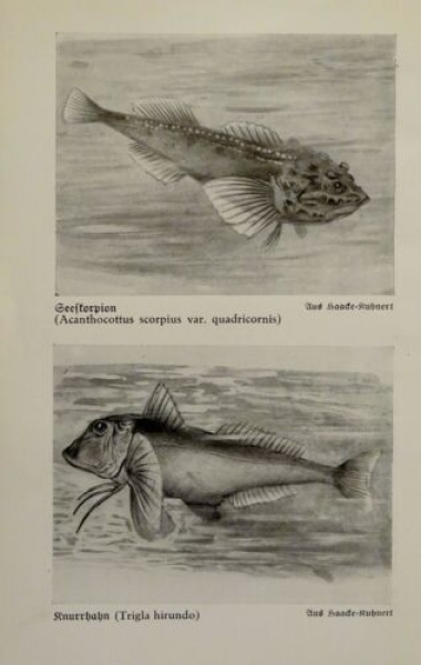 1926 - Seeskorpion, Knurrhahn / Zander, Kaulbarsch - alter Druck